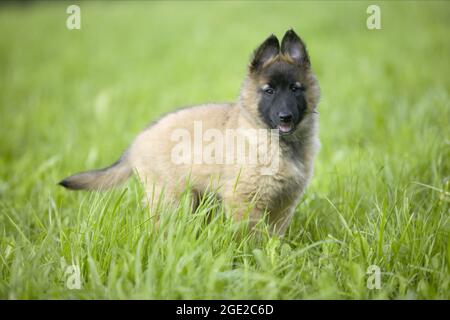 Belgischer Schäferhund, Tervuren Hund. Welpen stehen auf einer Wiese. Deutschland Stockfoto