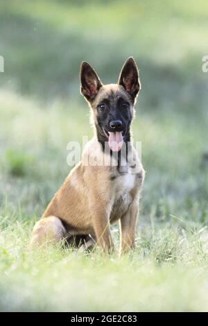 Belgischer Schäferhund, Malinois Dog. Welpe sitzt auf einer Wiese. Deutschland Stockfoto