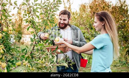 Junge Bauern und Bauern ernten während der Herbsternte Äpfel im Obstgarten. Glückliche Familie Paar Frau Mann arbeitet im Garten Stockfoto