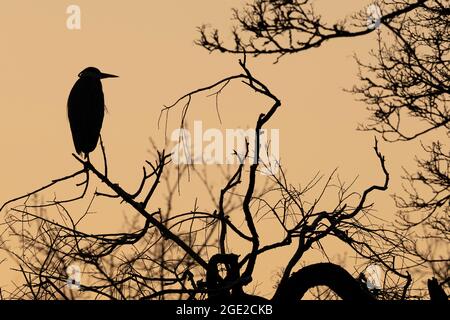 Graureiher (Ardea cinerea) auf einem Baum bei Sonnenaufgang. Deutschland Stockfoto