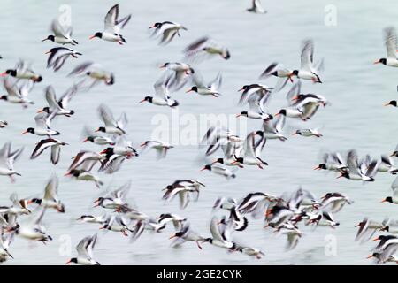 Austernfischer (Haematopus ostralegus). Flock in Flight, Deutschland Stockfoto