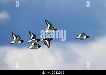 Austernfischer (Haematopus ostralegus). Gruppe im Flug, Deutschland Stockfoto