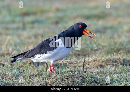 Eurasischer Austernfischer (Haematopus ostralegus). Erwachsener, der beim Telefonieren auf einer Wiese steht. Deutschland Stockfoto