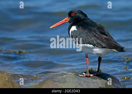 Eurasischer Austernfischer (Haematopus ostralegus). Erwachsener, der auf einem Felsen steht. Deutschland Stockfoto