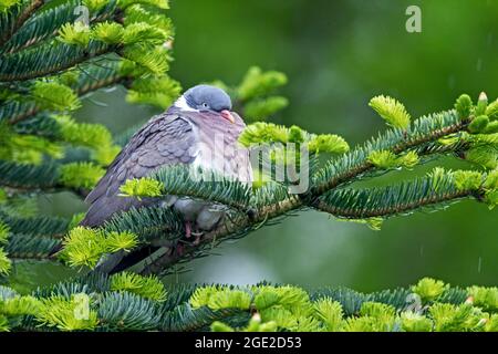 Gewöhnliche Holztaube (Columba palumbus). Erwachsene erdulden stoisch den Regen. Deutschland Stockfoto