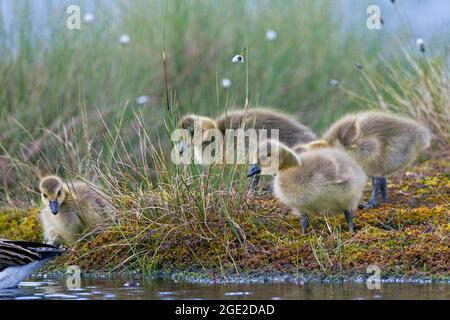 Kanadagans (Branta canadensis). Küken folgen dem Elternteil. Schweden Stockfoto