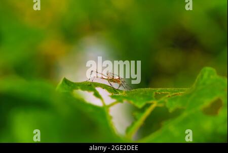 Luchsspinne (Oxyopidae) auf einem grünen Blatt sitzend. Oxyopes Shweta ist eine Art Luchsspinne. Diese Spinne wird in Indien und China vertrieben. Stockfoto