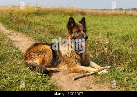 Deutscher Schäferhund liegt auf einem Pfad im Gras. Der Stock liegt in der Nähe des Hundes. Stockfoto