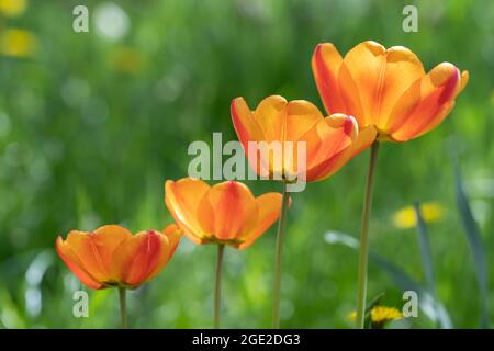 Blühende orangefarbene Tulpen (Tulipa sp.) in einem Garten. Deutschland Stockfoto