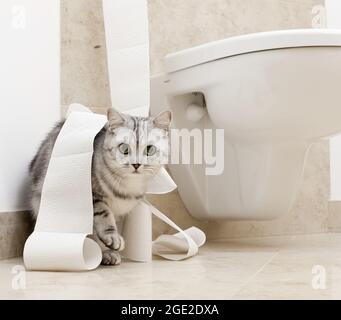 Kurzhaar. Kätzchen spielt mit Toilettenpapier. Deutschland Stockfoto