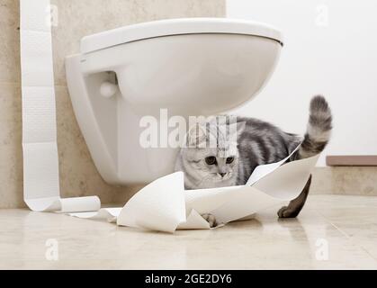 Kurzhaar. Kätzchen spielt mit Toilettenpapier. Deutschland Stockfoto