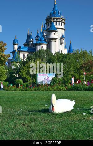 Wunderschöne zwei weiße Schwäne, die beim Sunny Day vor einem Blue Castle Gras fressen Stockfoto