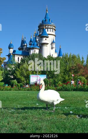 Wunderschöne zwei weiße Schwäne, die beim Sunny Day vor einem Blue Castle Gras fressen Stockfoto