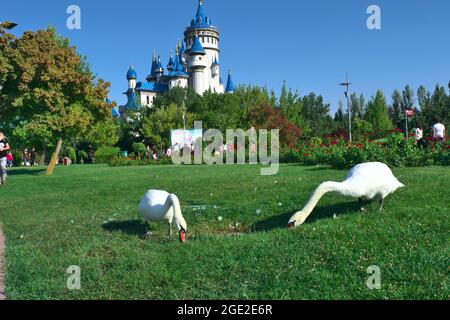 Wunderschöne zwei weiße Schwäne, die beim Sunny Day vor einem Blue Castle Gras fressen Stockfoto