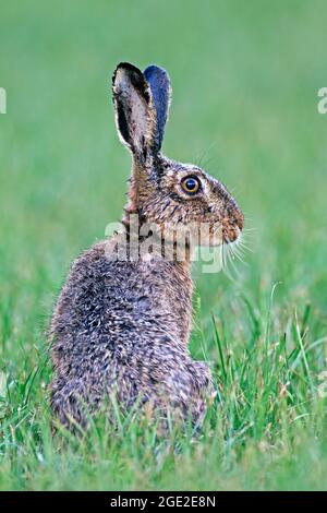 Europäischer brauner Hase (Lepus europaeus). Ein nasser Hase auf einer Wiese nach einem Regenschauer. Deutschland Stockfoto