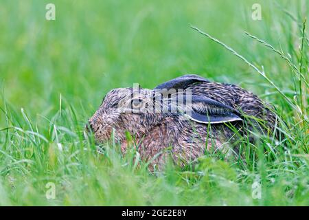 Europäischer brauner Hase (Lepus europaeus). Ein nasser Hase auf einer Wiese während eines Regenschauens. Deutschland... Stockfoto