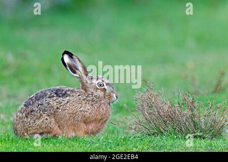 Europäischer brauner Hase (Lepus europaeus). Jungtier auf einer Wiese. Deutschland Stockfoto