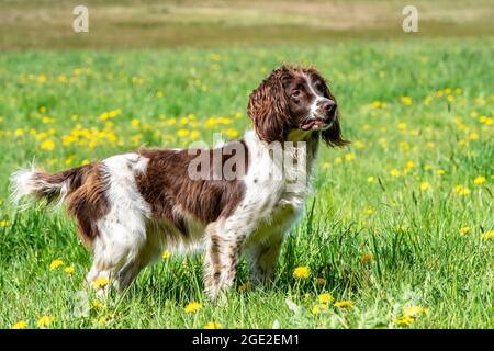 English Springer Spaniel steht auf einer Wiese. Deutschland Stockfoto
