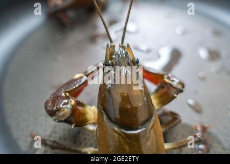 American Signal Crayfish, Pacifastacus leniusculus, eine invasive Art, die in einem englischen Fluss gefangen wird, in einer Pfanne, bereit zum Kochen. Stockfoto