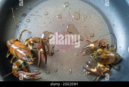 American Signal Crayfish, Pacifastacus leniusculus, eine invasive Art, die in einem englischen Fluss gefangen wird, in einer Pfanne, bereit zum Kochen. Stockfoto