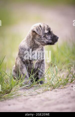 Mischlingshund (Mops x West Highland White Terrier). Welpe sitzt im Gras. Deutschland Stockfoto