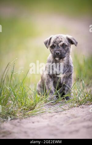 Mischlingshund (Mops x West Highland White Terrier). Welpe sitzt im Gras. Deutschland Stockfoto