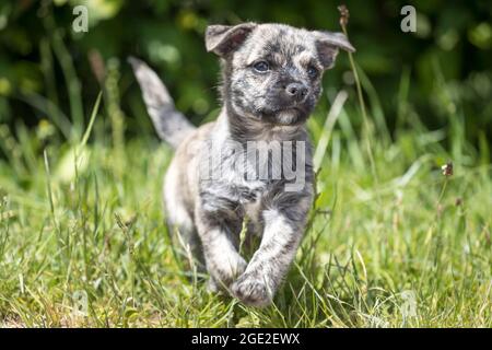 Mischlingshund (Mops x West Highland White Terrier). Welpen laufen im Gras. Deutschland Stockfoto