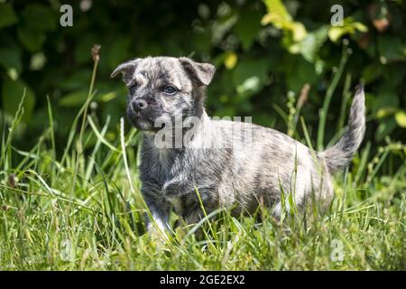 Mischlingshund (Mops x West Highland White Terrier). Welpen gehen im Gras. Deutschland Stockfoto