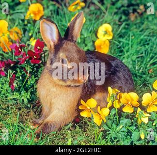 Zwergkaninchen. Auf einer Gartenwiese mit gehörnten Veilchen sitzt ein braunes, bräunlich gefärbtes Zwergkaninchen. Deutschland Stockfoto