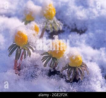 Winter-Aconitum (Eranthis Hyemalis). Blütenpflanzen im Schnee Stockfoto