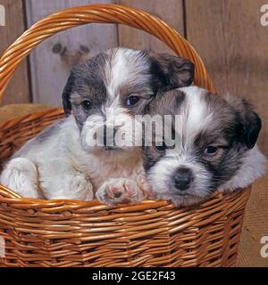 Tibetischer Terrier. Zwei Welpen in einem Weidenkorb. Deutschland Stockfoto