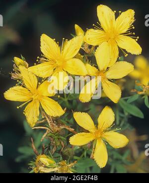 St. Johns Wort (Hypericum perforatum). Blütenstand mit mehreren Einzelblüten. Deutschland Stockfoto