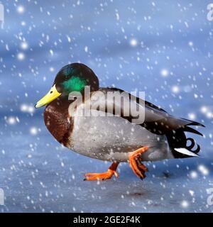 Mallard (Anas platyrhynchos). Drake beim Wandern auf dem gefrorenen See. Deutschland Stockfoto