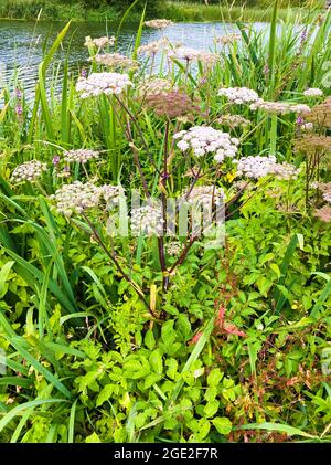 WILD ANGELICA Angelica sylvestris. Foto: Tony Gale Stockfoto