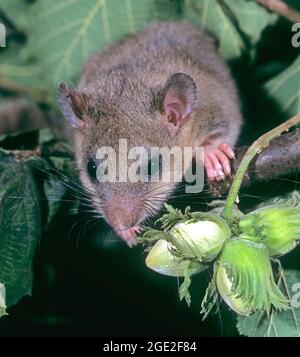 Essbare Dormouse (Glis glis), die auf einem Haselnussbusch Futter findet. Deutschland Stockfoto