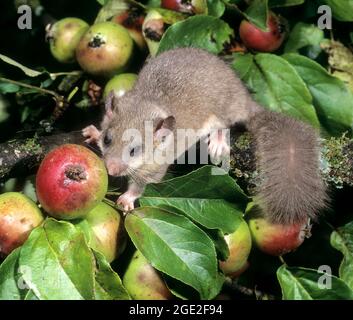 Essbare Dormouse (Glis glis) klettert auf einem Apfelbaum herum, um reife Früchte zum Essen zu finden. Deutschland Stockfoto