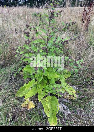 KLEINER KLETTE Arctium minus. Foto: Tony Gale Stockfoto