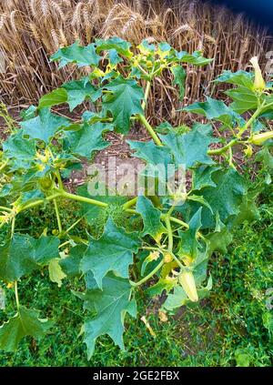 MOONFLOWER Datura stramonium Foto: Tony Gale Stockfoto