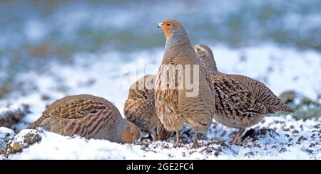Graues Rebhuhn (Perdix perdix). Gruppe auf einem leicht verschneiten Feld im Winter wacht das Männchen über die huckenden Hühner. Panorama-Format 2: 1 Stockfoto