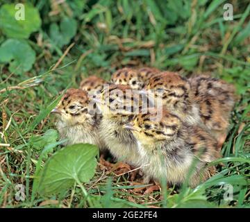 Graues Rebhuhn (Perdix perdix). Eine Gruppe von frisch geschlüpften Rebhuhnküken huddelt zusammen. Deutschland Stockfoto