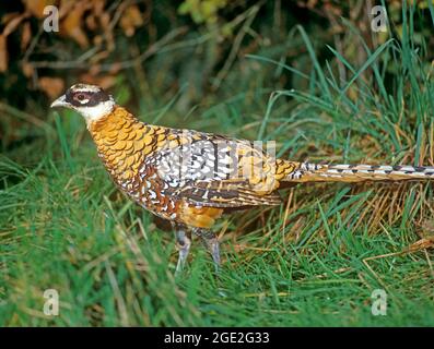 Reeves s Pheasant (Syrmaticus reevesii). Ein Männchen steht im Gras. Deutschland Stockfoto