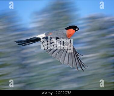 Eurasischer Bullfink (Pyrrhula pyrrhula). Männchen im Flug mit verschneiten Fichten im Hintergrund. Deutschland Stockfoto