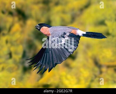 Eurasischer Bullfink (Pyrrhula pyrrhula). Mann im Flug. Deutschland Stockfoto