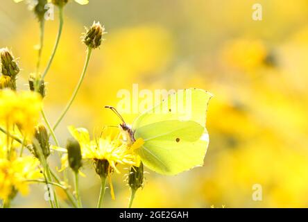 Ein leuchtend gelber Schwefel-Schmetterling auf einem Schmalblatt-Falkenweed Stockfoto