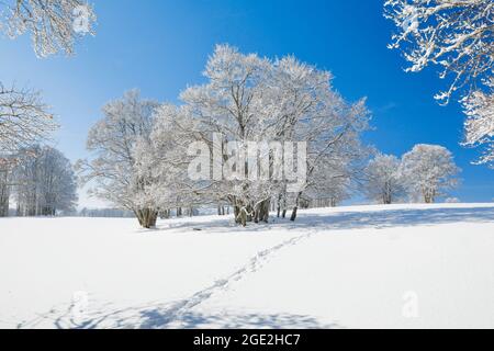 Schneeschuhwanderwege in einer schneebedeckten Landschaft mit Buchen unter blauem Himmel im Neuchatel Jura, Schweiz. Stockfoto