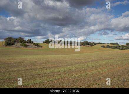 Getreidekulturen in der Gemeinde Olmeda de las Fuentes, Provinz Madrid, Spanien Stockfoto