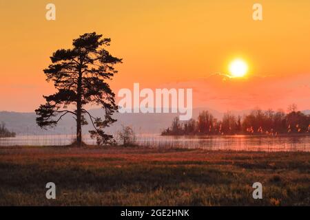 Große Kiefer im Hintergrund am Zürichsee bei Hurden im Kanton Schwyz, Schweiz Stockfoto