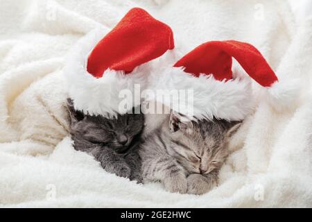 Weihnachten grau gestromt Katzen schlafen. Neujahr Paar Kätzchen umarmen und schlafen. Weihnachten Kätzchen in weihnachtsmann Hut Porträt eingewickelt in weich Stockfoto