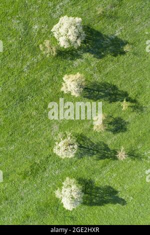 Birne, Birne (Pyrus communis). Blühende Birnenbäume im Frühling auf einer grünen Wiese aus der Vogelperspektive. Bei Neuheim im Kanton Zug, Schweiz Stockfoto