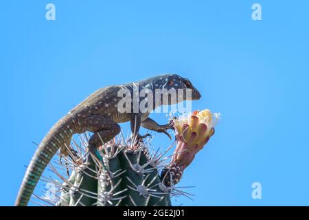 Blauschwanzeidechse (Cnemidophorus murinus ruthveni), die von einer Blume auf einem Kaktus frisst, Washington Slagbaai Nationalpark, Bonaire, Dutch Caribbe Stockfoto